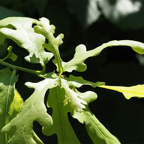 Fresh Peppery Arugula